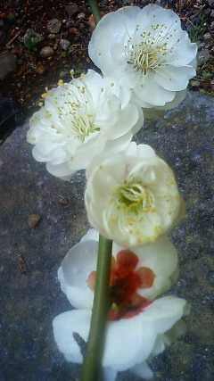 庭の梅（2014年 筆者撮影）